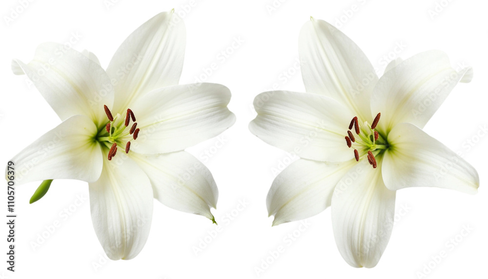 Fototapeta premium Two Elegant White Lilies on a transparent Background