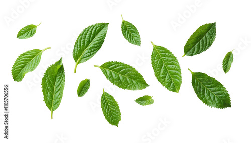 Fresh Green Mint Leaves Isolated on transparent Background