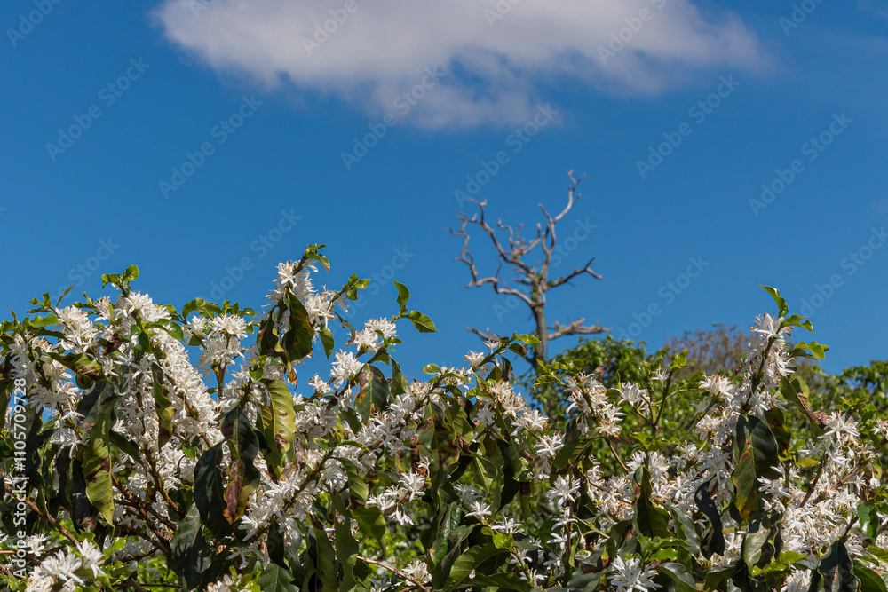 Florada em fazenda de Platanção de café, Minas Gerais, Brasil - Cafés do Brasil Florada em fazenda de Platanção de café, Minas Gerais, Brasil - Cafés do Brasil