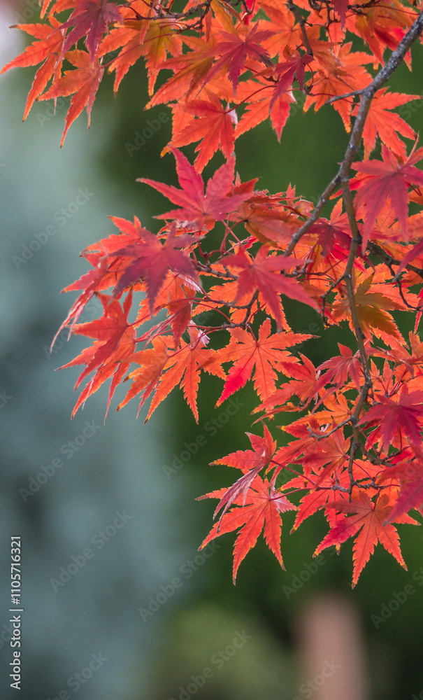 background image of red maple leaves in autumn season background image of red maple leaves in autumn season