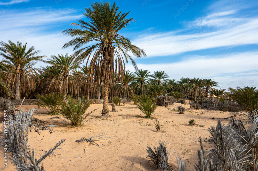 Date Palm Oasis near the city of Douz, Tunisia. Date Palm Oasis near the city of Douz, Tunisia.