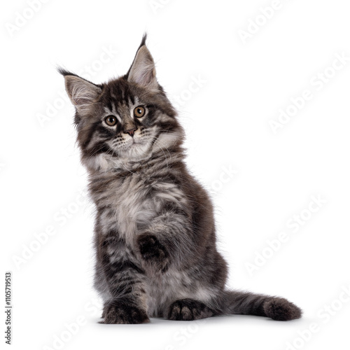 Majestic black tabby Maine Coon cat kitten, sitting up facing front with paw out like shaking hands. Looking towards camera. Isolated on a white background.