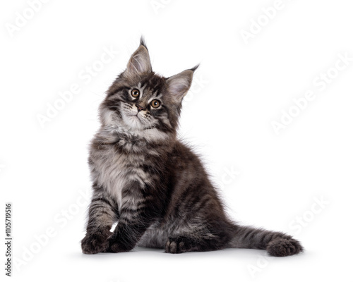 Majestic black tabby Maine Coon cat kitten, sitting up side ways. Looking towards camera. Isolated on a white background.