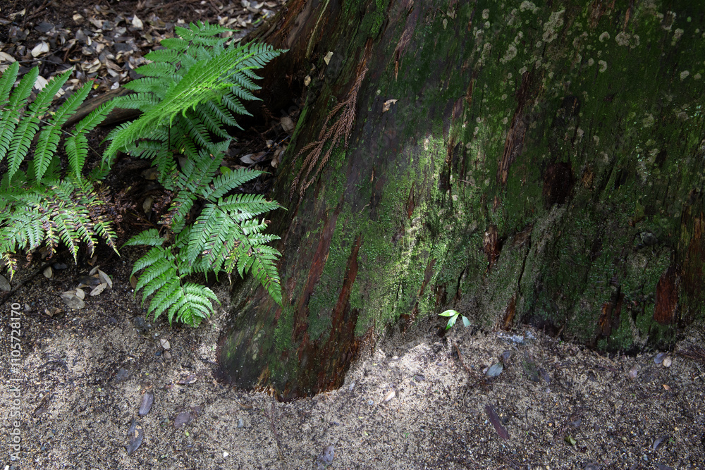 Fototapeta premium 苔と木