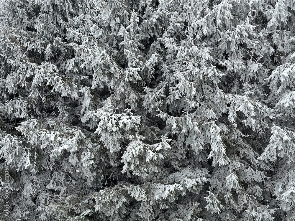 snow on the coniferous trees, detail of winter beauty snow on the coniferous trees, detail of winter beauty