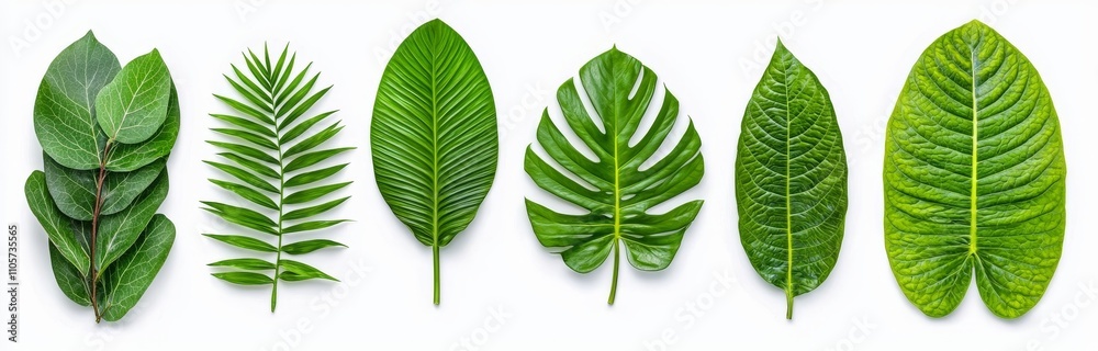 Obraz premium Isolated tropical plant leaves on a white background. A modern, realistic illustration featuring green monstera, palm, banana, and orchid leaves, ideal for summer beach, home interior, jungle