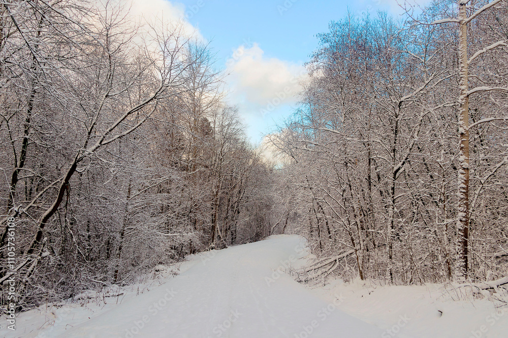 custom made wallpaper toronto digitalWinter snowy landscape in a forest area on a clear day.