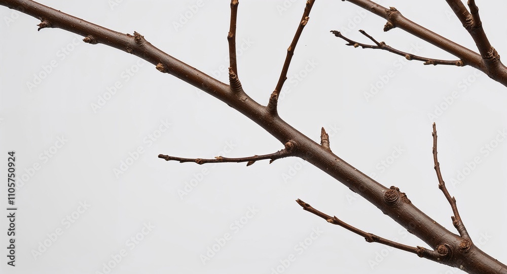 Fototapeta premium Twig Branch on White background design