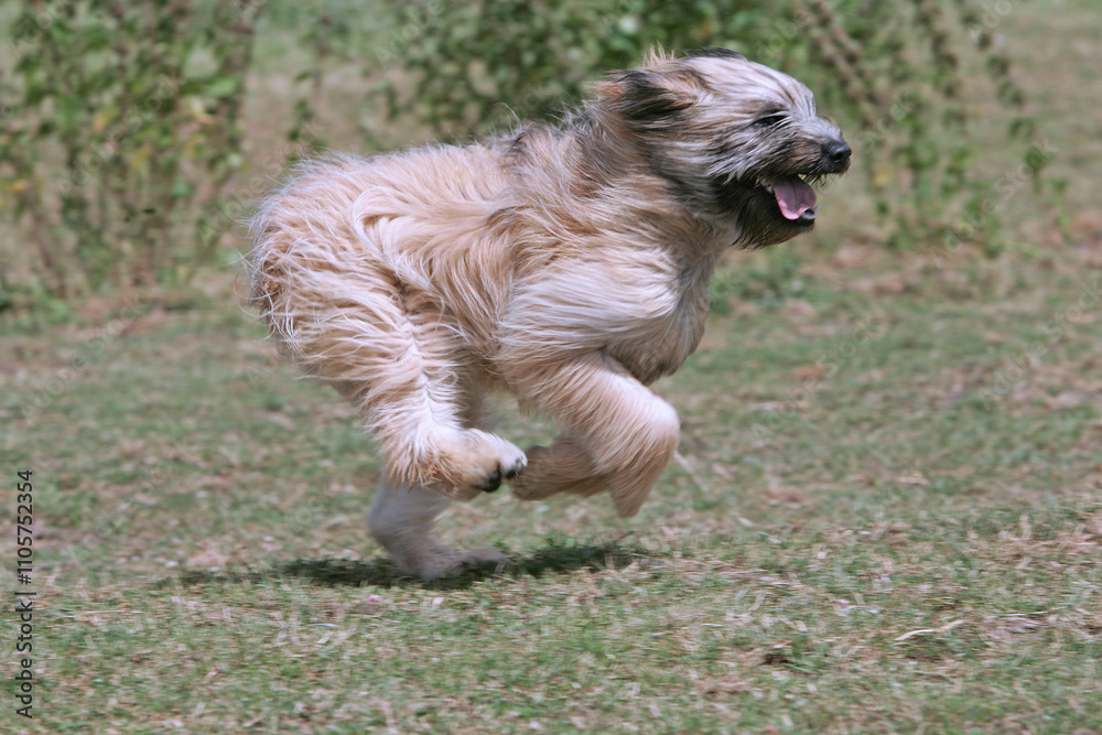Fototapeta premium Petit berger des pyrénées