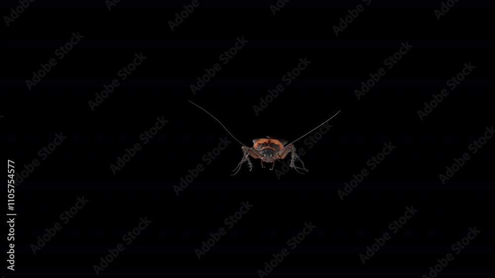 Cockroach Walk Front 3D Video Animation Cockroach Walk Front 3D Video Animation