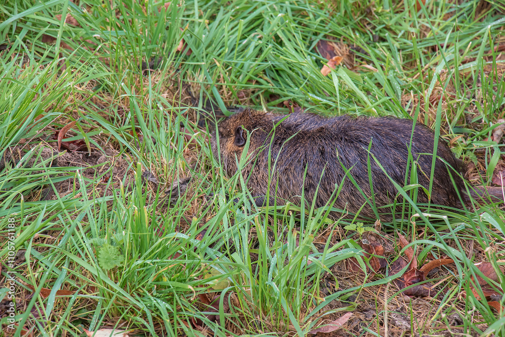 Fototapeta premium Myocastor coypus on the banks of the Nitra River in the city of Nitra in Slovakia.