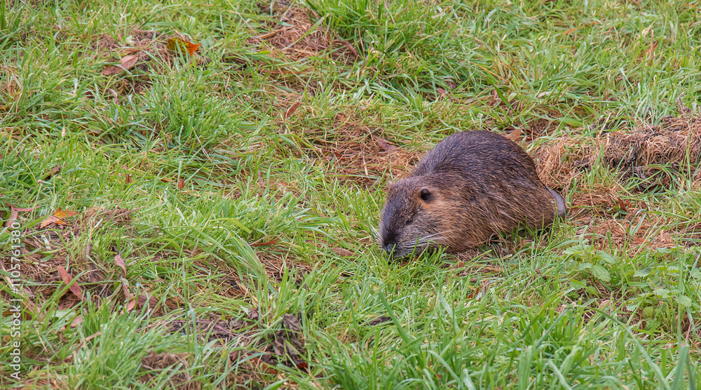 Myocastor coypus on the banks of the Nitra River in the city of Nitra in Slovakia. Myocastor coypus on the banks of the Nitra River in the city of Nitra in Slovakia.