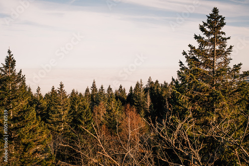 Der Nadelwald im Harz zur Jahreszeit Herbst