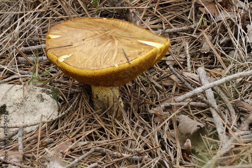 Seta Suillus mediterraneensis con técnica fotográfica focus stacking, Alcoy, España photo