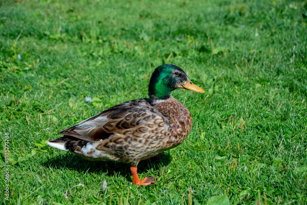 The Swedish Blue or Blue Swedish is a Swedish breed of domestic duck. The Swedish Blue or Blue Swedish is a Swedish breed of domestic duck.