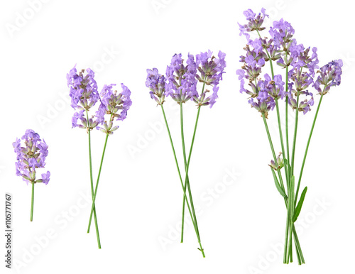 lavender isolated on a white background