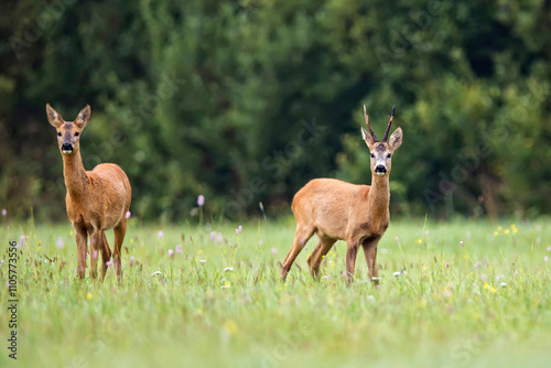Fototapeta Buck deer with roe deer in the wild
