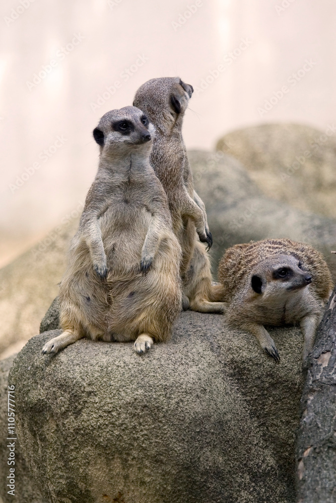 Fototapeta premium meerkat on a rock