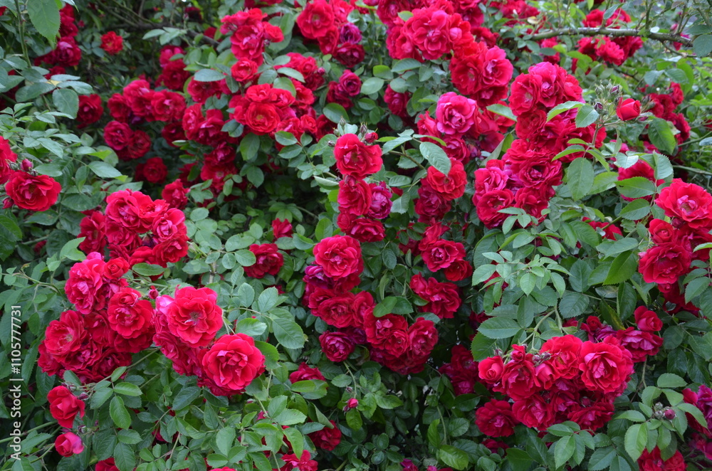 Bright red raspberry roses as a background, a bush of beautiful flowers Bright red raspberry roses as a background, a bush of beautiful flowers