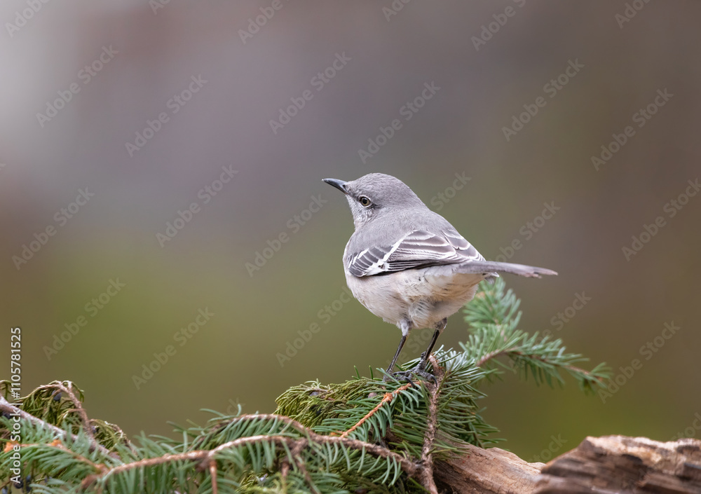 Obraz premium mockingbird on pine branch