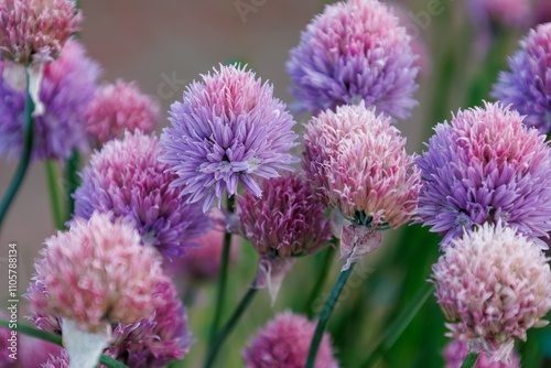 Amazing wild Chives flowers. Blossom of Allium Schoenoprasum in the family Amaryllidaceae. Beautiful purple and pink flowering plant in spring. Nature concept.