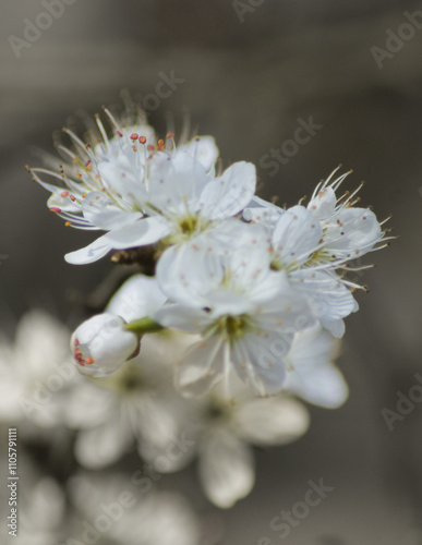 White Blossom Tree