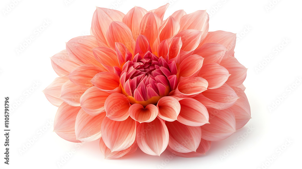 pink gerber daisy isolated on white background pink gerber daisy isolated on white background