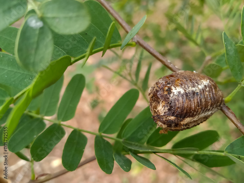 Eggs of Asian jumping mantis or Statilia maculata, Found on tree trunks