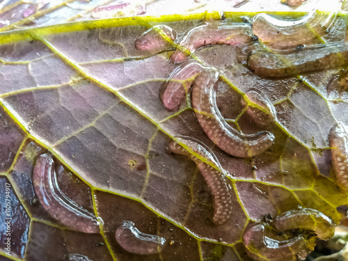 Freshwater snail eggs, aquatic on lotus leaf