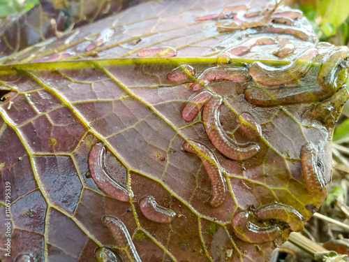 Freshwater snail eggs, aquatic on lotus leaf
