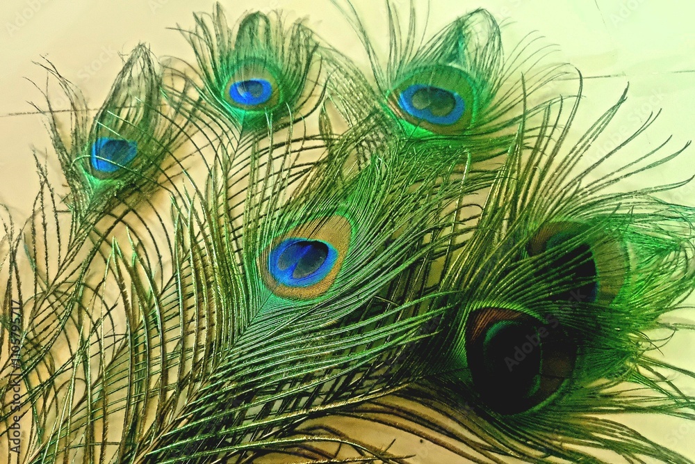 Obraz premium The iridescent tail feathers of a peacock, specifically the