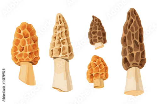 Set of morel mushrooms in various shapes and sizes.