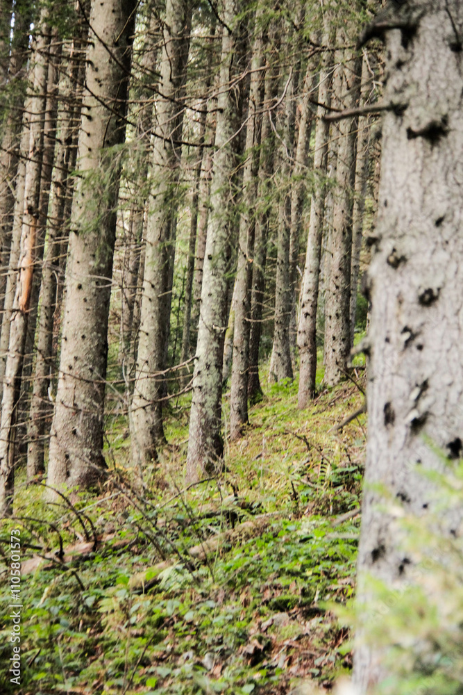 pine tree forest pine tree forest