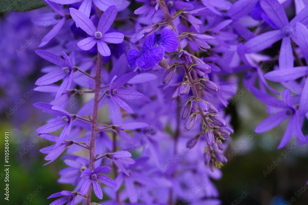 Evergreen flowering vine Petrea volubilis purple flowers Evergreen flowering vine Petrea volubilis purple flowers