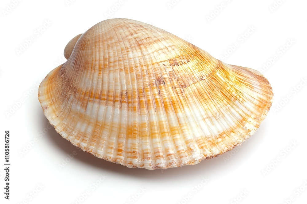 Close-up of natural seashell on white background