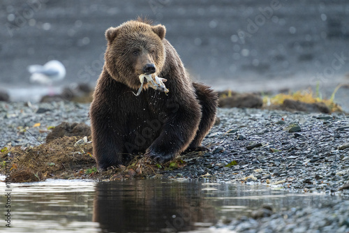Εκτύπωση καμβά Getting fat for winter, a bear eating a fish on the shore