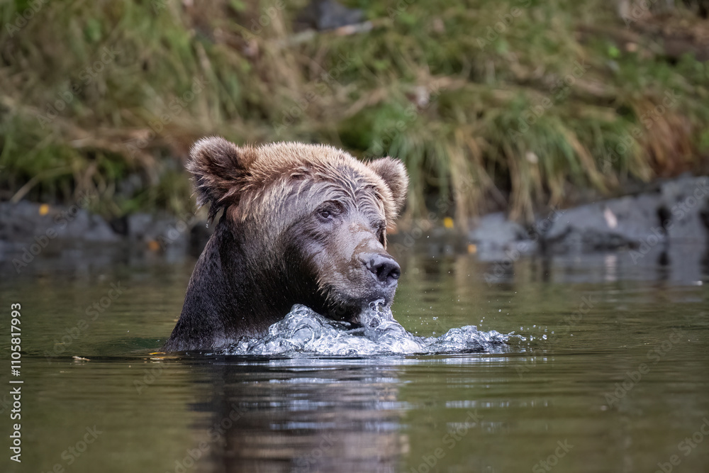 Bear in the river blowing bubbles while fishing Bear in the river blowing bubbles while fishing
