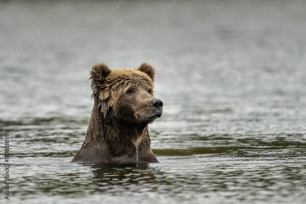 Young, female Kodiak bear in the river Young, female Kodiak bear in the river