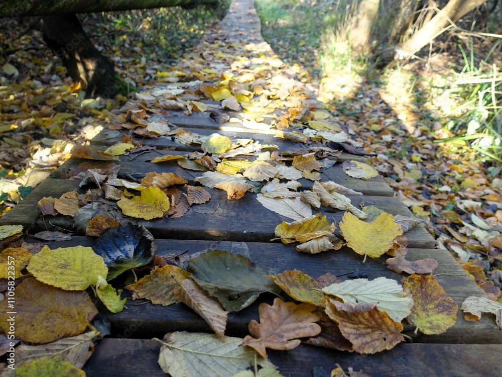Autumn leaves on a wooden pathway in a forest. Autumn leaves on a wooden pathway in a forest.