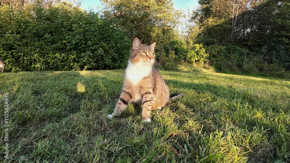 Eine kleine Katzen im Feld spielt mit einem Grashalm