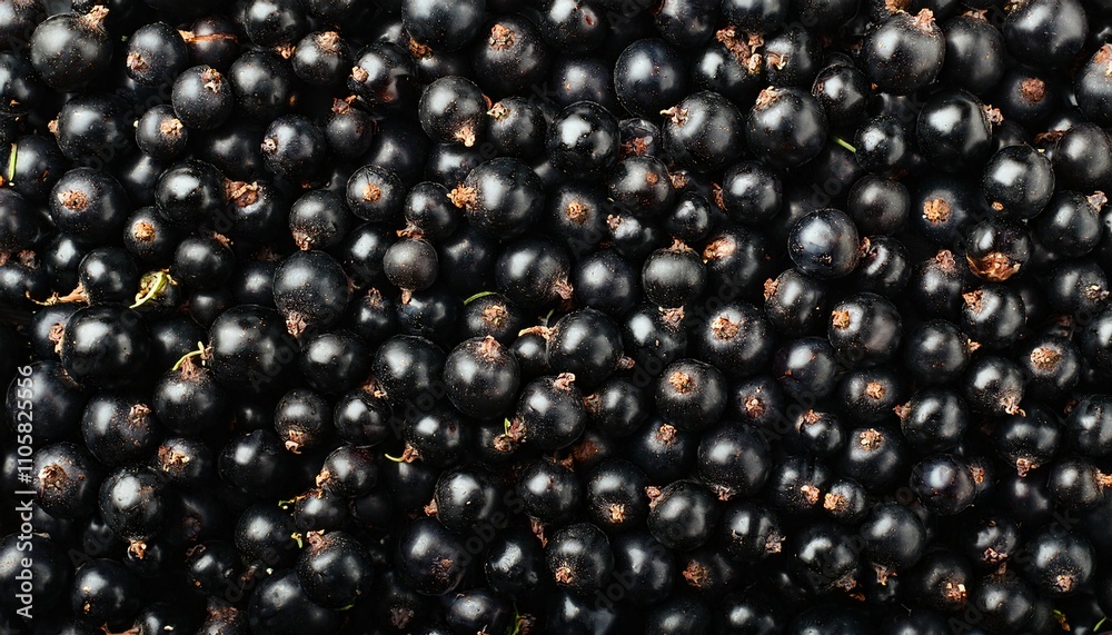 Flat Lay Top View of Bright Ripe Fragrant Black Blackcurrant Fruit as Background Flat Lay Top View of Bright Ripe Fragrant Black Blackcurrant Fruit as Background