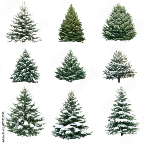 Set of fir trees isolated on transparent background.