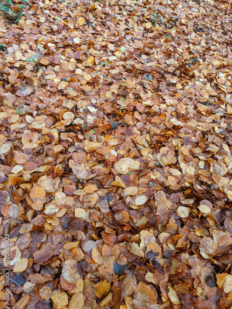 Wet Brown Fallen Leaves on A Forest Floor In Winter or Autumn Season