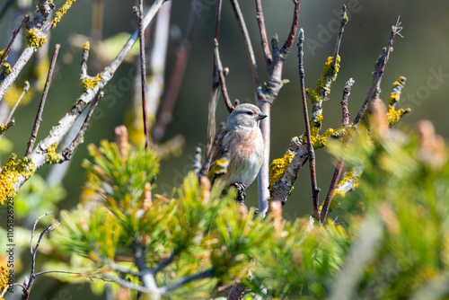 Common Linnetbird on a branch