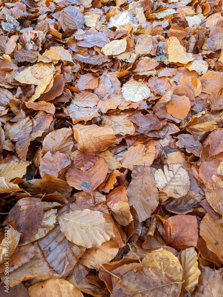 Wet Brown Fallen Leaves on A Forest Floor In Winter or Autumn Season Wet Brown Fallen Leaves on A Forest Floor In Winter or Autumn Season
