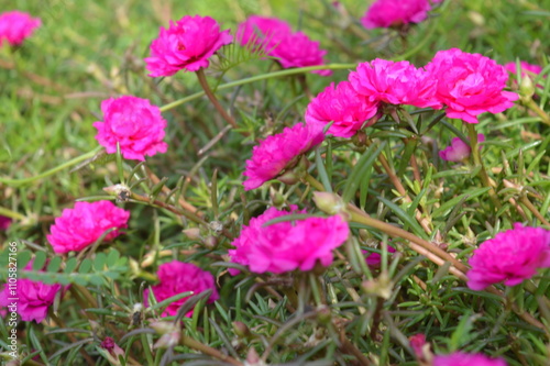 Beautiful Hot Pink Portulaca Grandiflora