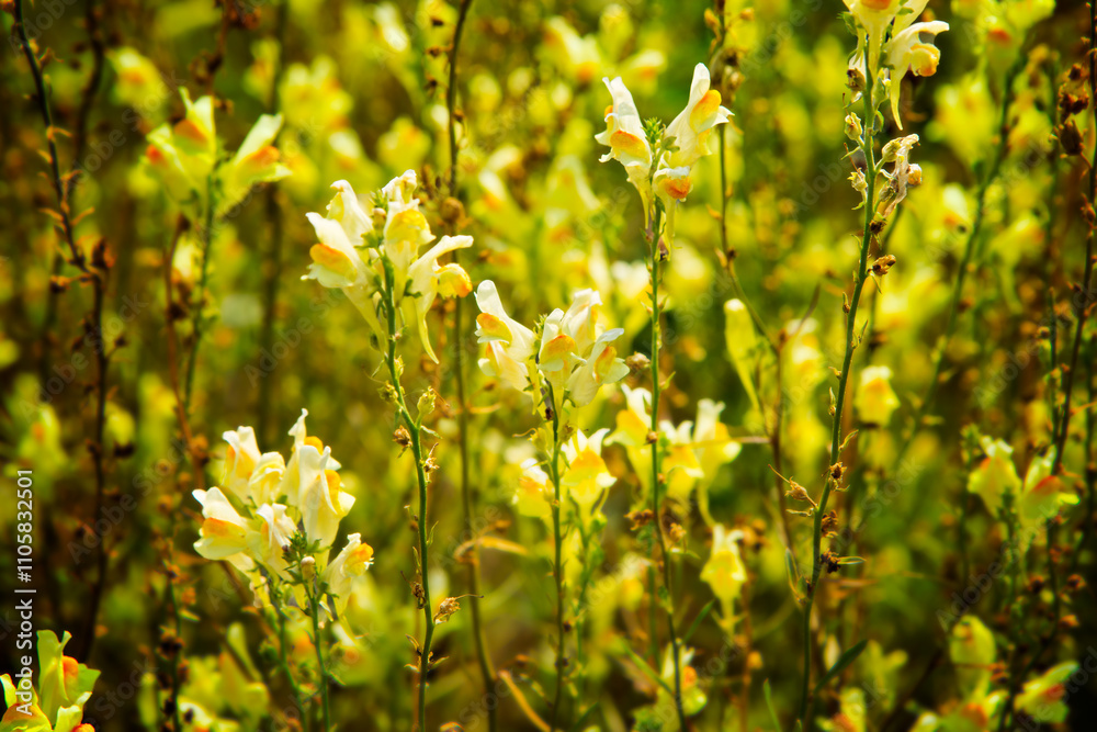 Obraz premium Field of Yellow Wildflowers