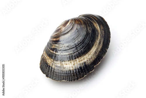 Close-up of a detailed, textured seashell on white