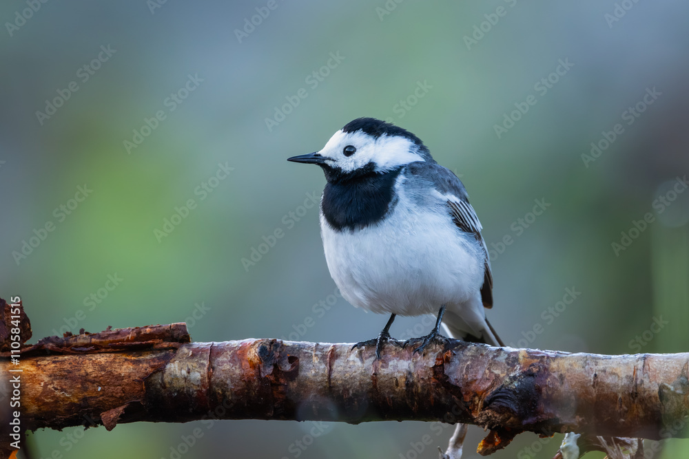 White wagtail on a fallen tree, closeup White wagtail on a fallen tree, closeup