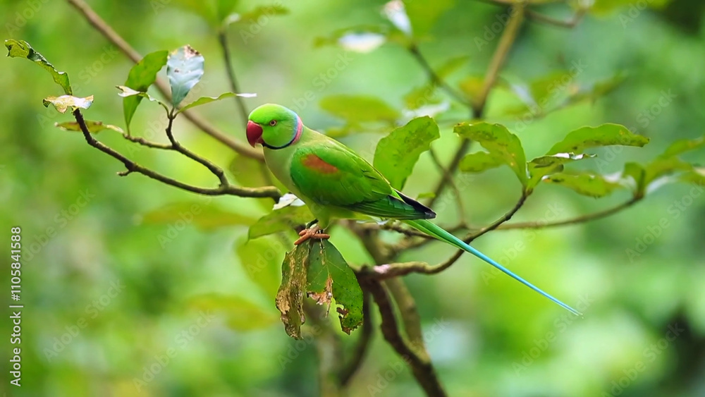green parrot on branch green parrot on branch